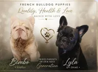 Bimbo, a female French Bulldog for sale in Hayden, ID – 8 of 8