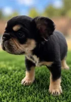 Bella, a female French Bulldog for sale in Hayden, ID – 3 of 4