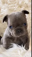 Tiny Boy, a male French Bulldog for sale in Hayden, ID – 8 of 8