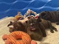 Luca, a male French Bulldog for sale in Hayden, ID – 2 of 2