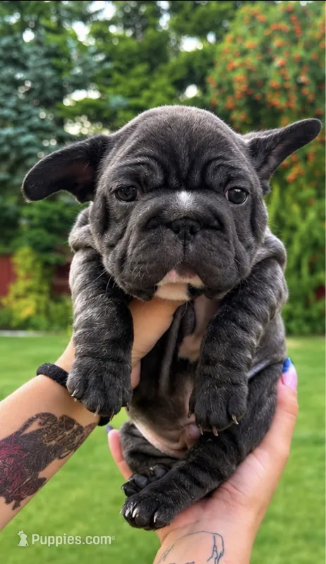 Luca – French Bulldog puppy for sale in Hayden, ID