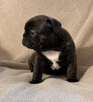 Milo, a male French Bulldog for sale in Hayden, ID – 2 of 3