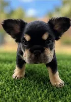 Bella, a female French Bulldog for sale in Hayden, ID – 2 of 4