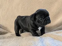 Onyx, a female French Bulldog for sale in Hayden, ID – 2 of 2