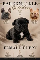 Onyx, a female French Bulldog for sale in Hayden, ID – 1 of 2