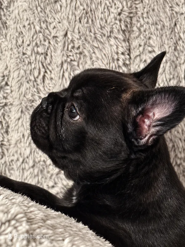 Black Brindle Boy – French Bulldog puppy for sale in Hayden, ID