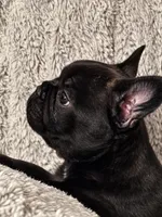 Black Brindle Boy, a male French Bulldog for sale in Hayden, ID – 2 of 6