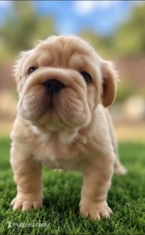 Bimbo – French Bulldog puppy for sale in Hayden, ID