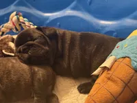 Milo, a male French Bulldog for sale in Hayden, ID – 3 of 3