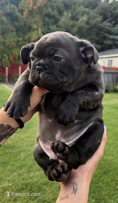 Milo – French Bulldog puppy for sale in Hayden, ID