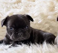 Black Brindle Boy, a male French Bulldog for sale in Hayden, ID – 5 of 6