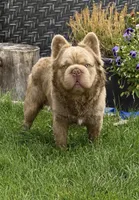 King Julian - Stud Service, a male French Bulldog for sale in Hayden, ID – 5 of 8