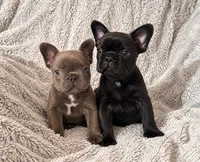 Tiny Boy, a male French Bulldog for sale in Hayden, ID – 4 of 8
