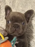 Tiny Boy, a male French Bulldog for sale in Hayden, ID – 2 of 8