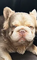 King Julian - Stud Service, a male French Bulldog for sale in Hayden, ID – 6 of 8