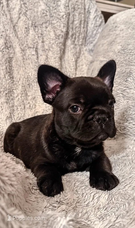 Black Brindle Boy – French Bulldog puppy for sale in Hayden, ID