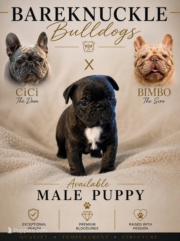 Milo – French Bulldog puppy for sale in Hayden, ID