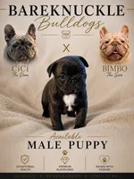 Milo, a male French Bulldog for sale in Hayden, ID – 1 of 3