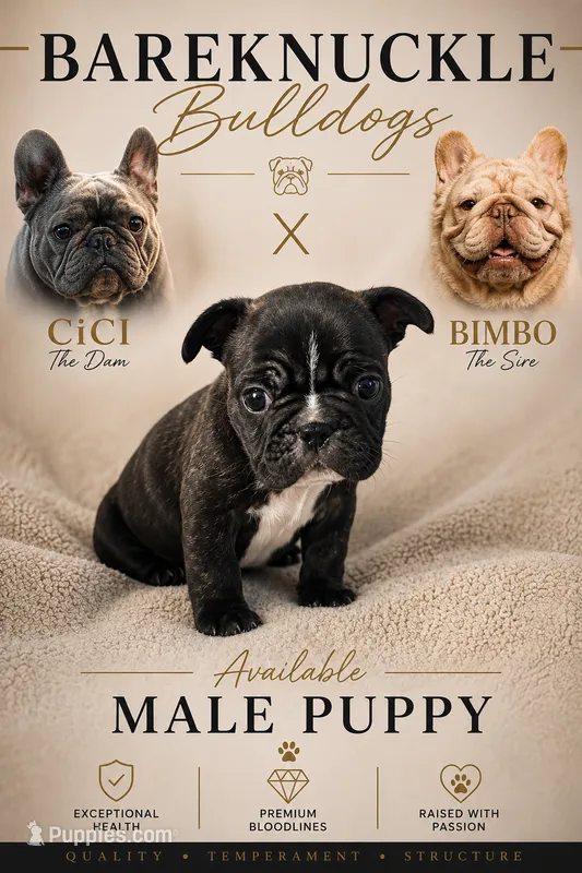 Luca – French Bulldog puppy for sale in Hayden, ID