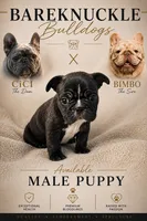 Luca, a male French Bulldog for sale in Hayden, ID – 1 of 2