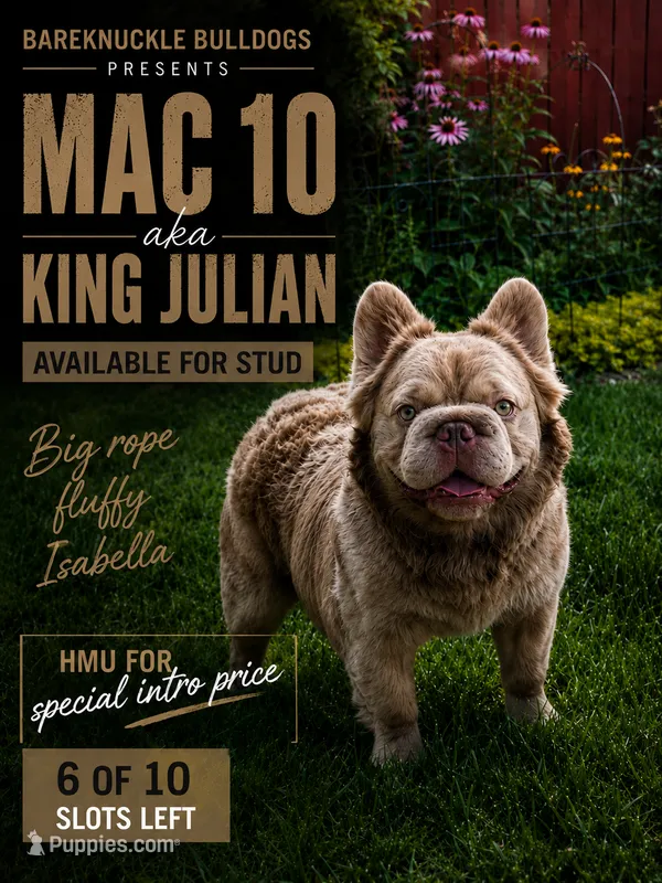 King Julian - Stud Service – French Bulldog puppy for sale in Hayden, ID