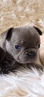 Tiny Boy, a male French Bulldog for sale in Hayden, ID – 7 of 8