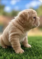Bimbo, a female French Bulldog for sale in Hayden, ID – 3 of 8