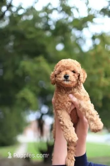Ted – Poodle - Miniature  puppy for sale in Sylmar, CA