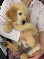 Sami, a male Golden Retriever for sale in Ocala, FL – Photo 2 of 2