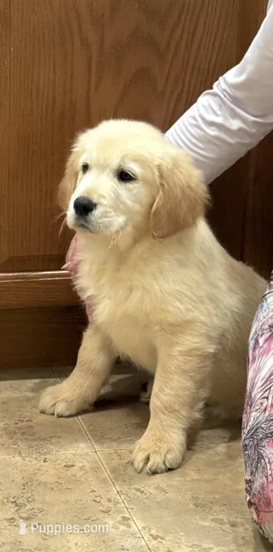Sami – Golden Retriever puppy for sale in Ocala, FL