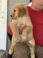 Campeón, a male Golden Retriever for sale in Ocala, FL – Photo 2 of 2