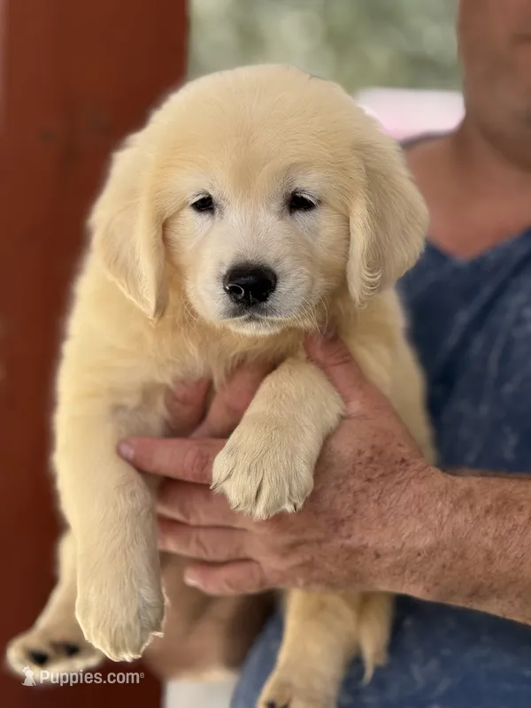 Aquile – English Cream Golden Retriever puppy for sale in Ocala, FL