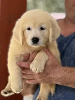 Aquile, a male Golden Retriever for sale in Ocala, FL – 1 of 3