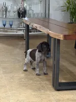 Lucas, a male German Shorthaired Pointer for sale in Ocala, FL – 3 of 3
