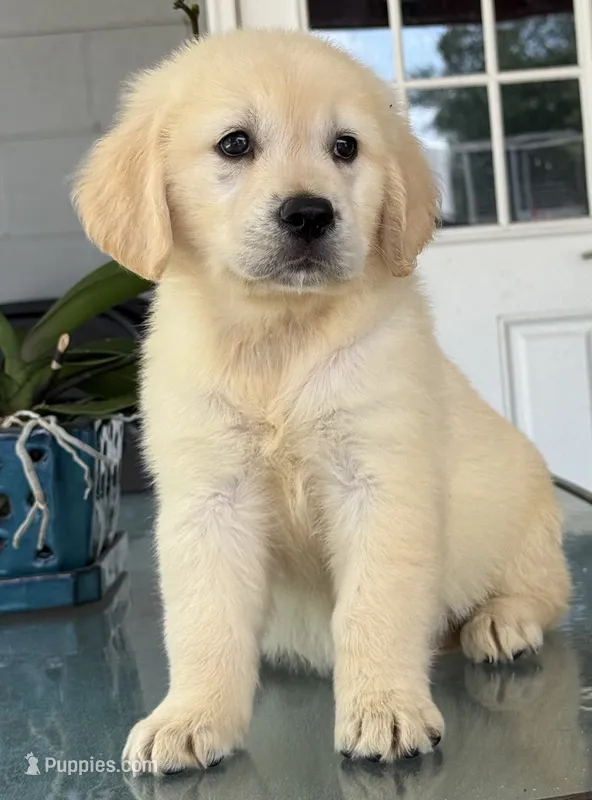 Luna – Golden Retriever puppy for sale in Ocala, FL