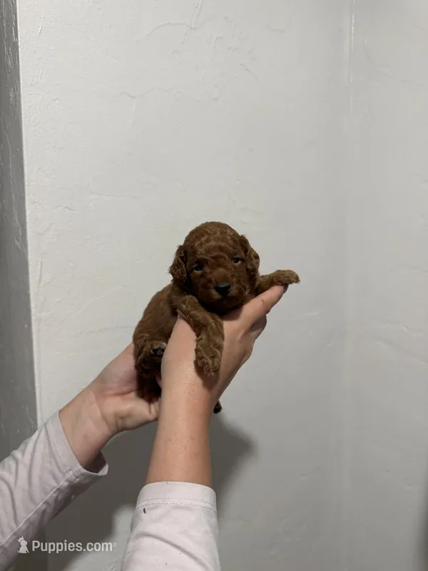 Coco – Poodle - Toy  puppy for sale in Ocala, FL