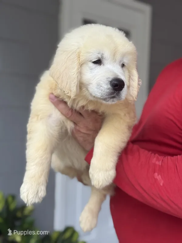 Bruno – English Cream Golden Retriever puppy for sale in Ocala, FL
