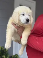 Bruno, a male English Cream Golden Retriever for sale in Ocala, FL – 1 of 2
