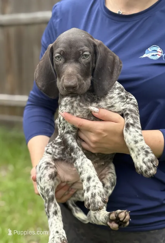 Zoey – German Shorthaired Pointer puppy for sale in Ocala, FL