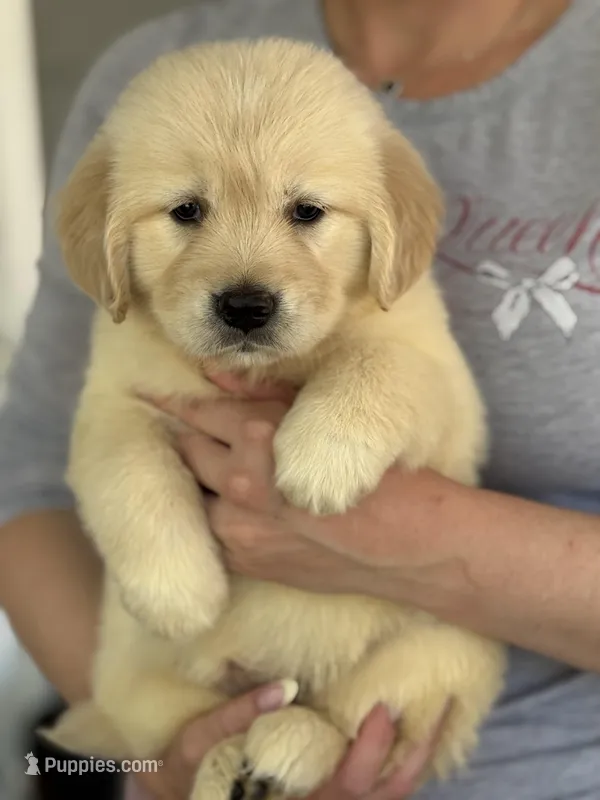 Linda – Golden Retriever puppy for sale in Ocala, FL