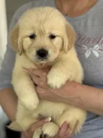 Linda, a female Golden Retriever for sale in Ocala, FL – 1 of 3