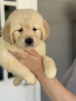 Linda, a female Golden Retriever for sale in Ocala, FL – 2 of 3