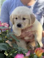 Linda, a female Golden Retriever for sale in Ocala, FL – 3 of 3