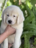Aquile, a male English Cream Golden Retriever for sale in Ocala, FL – 2 of 5