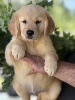 Bruno, a male Golden Retriever for sale in Ocala, FL – 1 of 3
