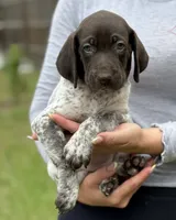 Zoey, a female German Shorthaired Pointer for sale in Ocala, FL – 2 of 2