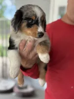 Campeon, a male Australian Shepherd for sale in Ocala, FL – 2 of 3
