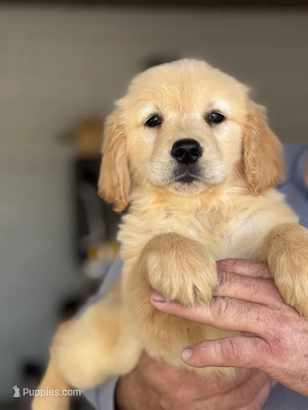 Sacha, a female Golden Retriever for sale in Ocala, FL – Photo 1 of 1