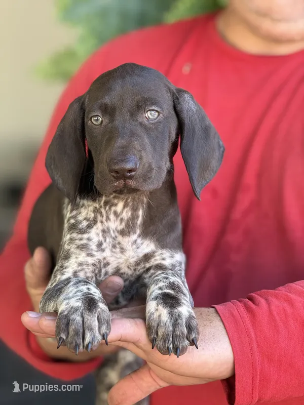 Celeste  – German Shorthaired Pointer puppy for sale in Ocala, FL