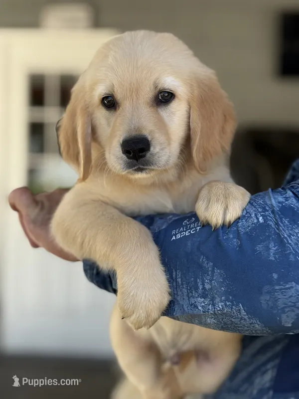 Lucas – Golden Retriever puppy for sale in Ocala, FL